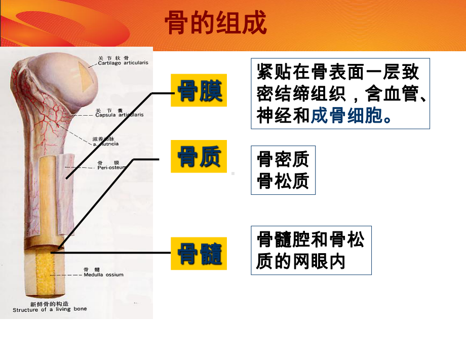 骨转移及双膦酸盐治疗幻灯课件.pptx_第1页