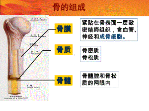 骨转移及双膦酸盐治疗幻灯课件.pptx