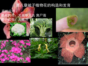 植物学-花PPT课件.ppt