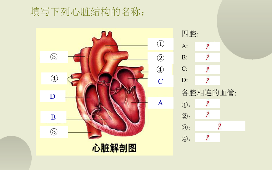 《输送血液的泵-心脏》优课一等奖课件.pptx_第3页