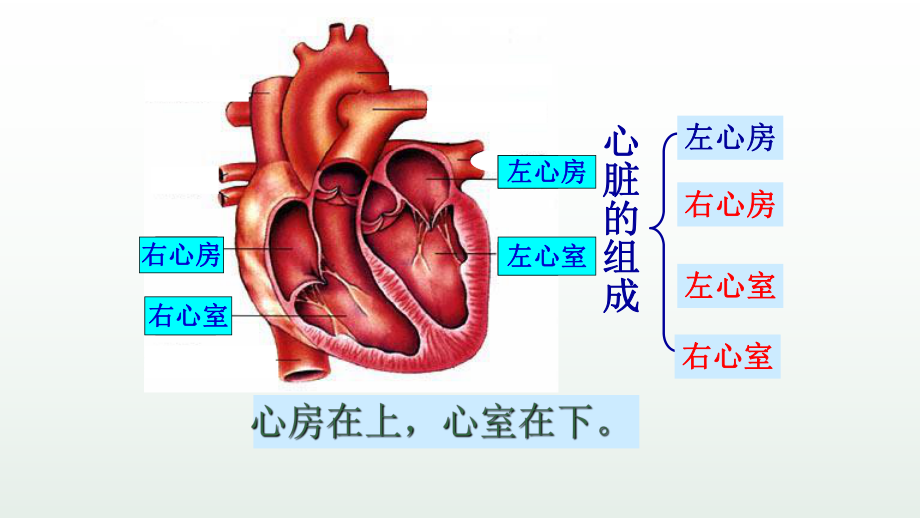 《血液循环的发现》优课一等奖课件.pptx_第2页