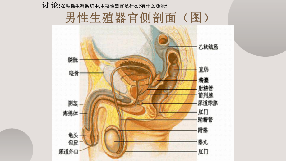 冠状沟是什么地方图片