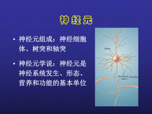 认知神经科学专题脑神经基础课件.pptx