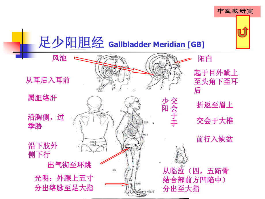 针灸学13足少阳胆经PPT课件.ppt_第3页