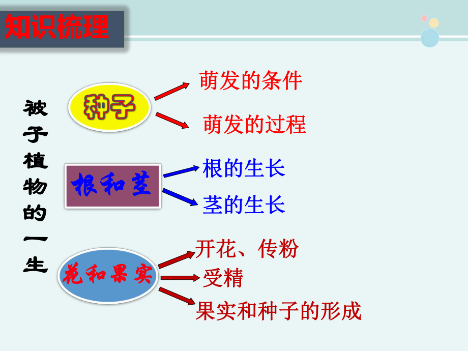 被子植物的一生-完整课件PPT.pptx_第3页