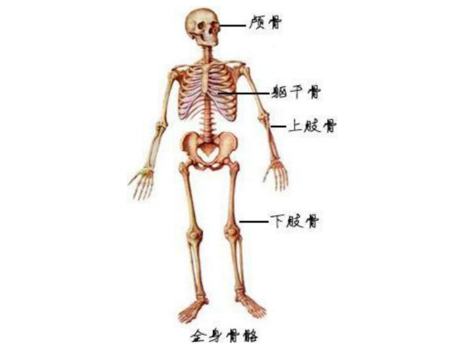 运动系统人体解剖学课件.pptx_第3页