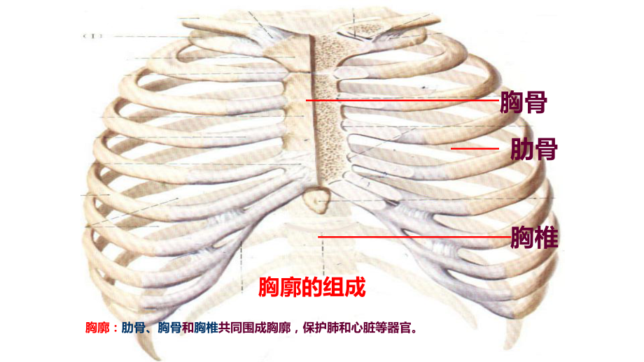 七年级《发生在肺里气体交换》优课一等奖课件.pptx_第3页