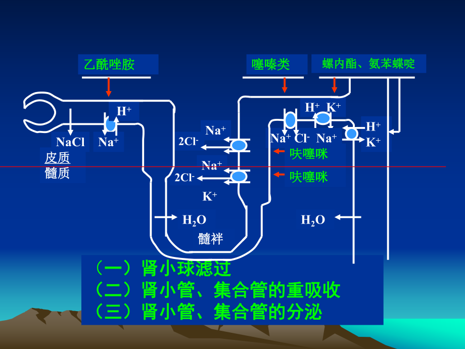 药理学利尿药和脱水药课件.pptx_第3页