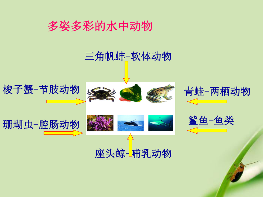 水中的动物资料课件.ppt_第2页