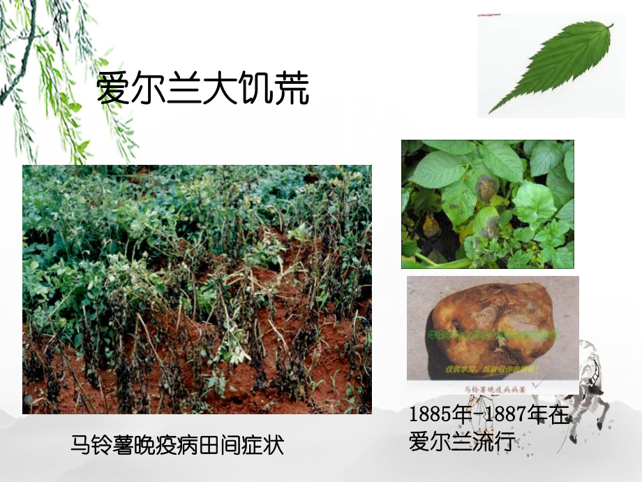 植物病害的概念和类型课件.ppt_第3页