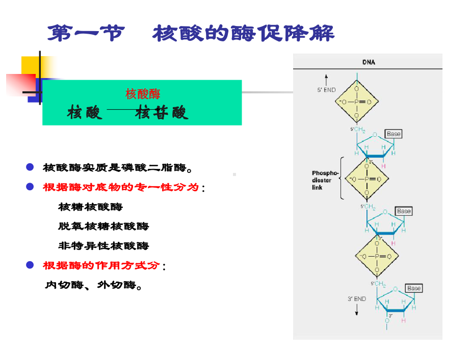 核酸降解和核苷酸的代谢课件.pptx_第2页