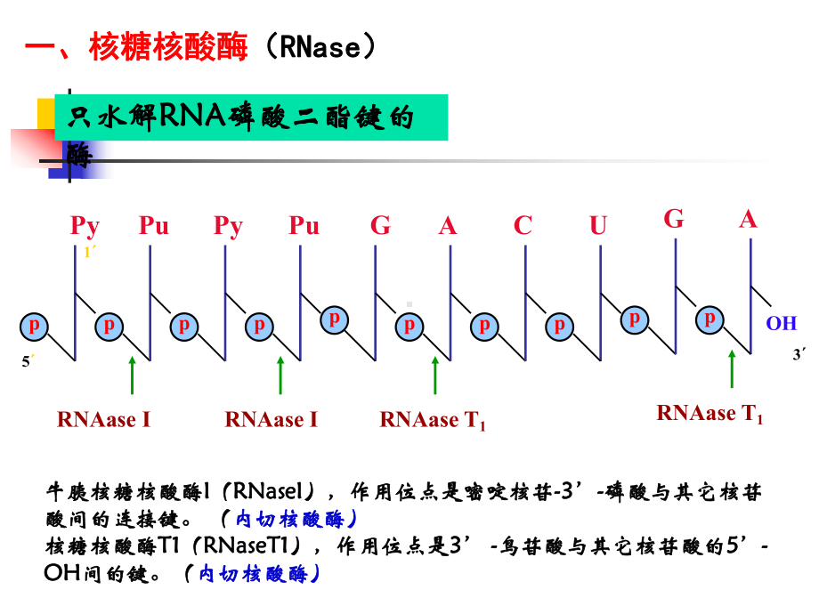 核酸降解和核苷酸的代谢课件.pptx_第3页