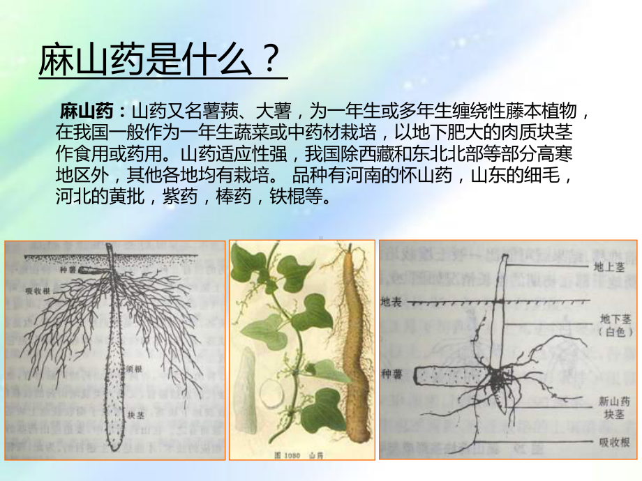 麻山药栽培管理技术-PPT课件.ppt_第2页