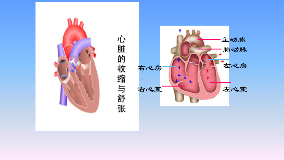 《血液循环》优课一等奖课件.pptx_第1页