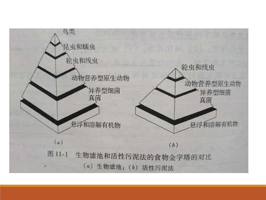 污水生物处理系统中的主要微生物课件.pptx_第3页