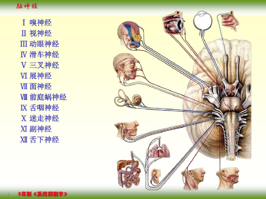 脑神经ppt课件-完整版.pptx_第3页