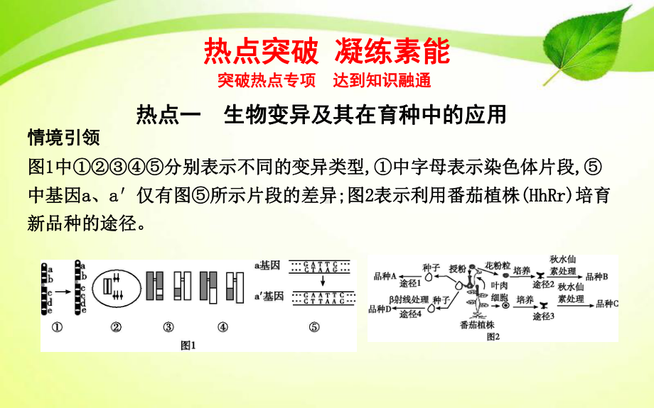 高中生物二轮专题复习：生物的变异、育种与进化-课件高中生物精品公开课.pptx_第3页