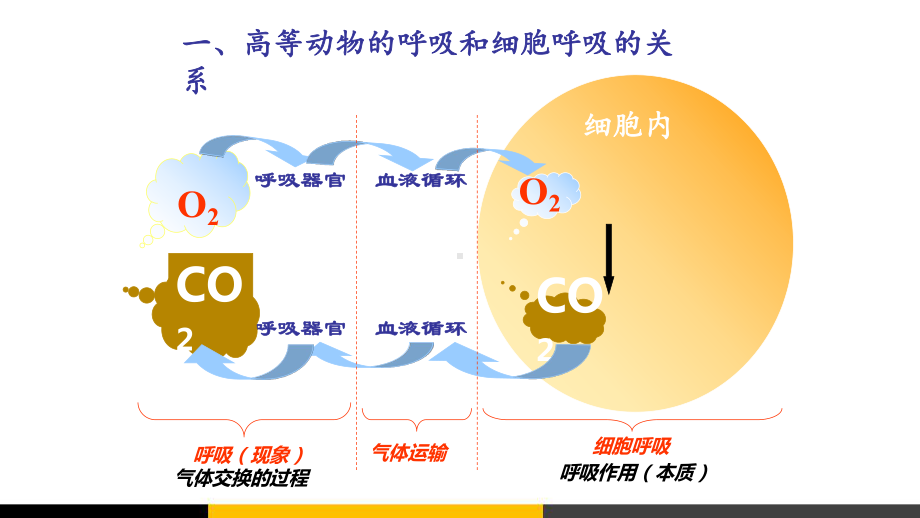 高中生物细胞呼吸微课课件.ppt_第2页