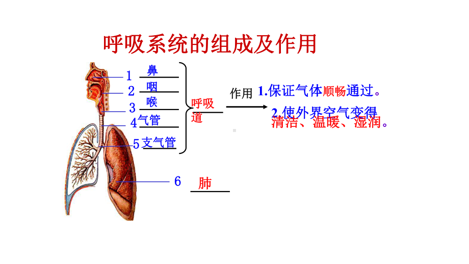 七年级《发生在肺内的气体交换》公开课一等奖课件.pptx_第1页