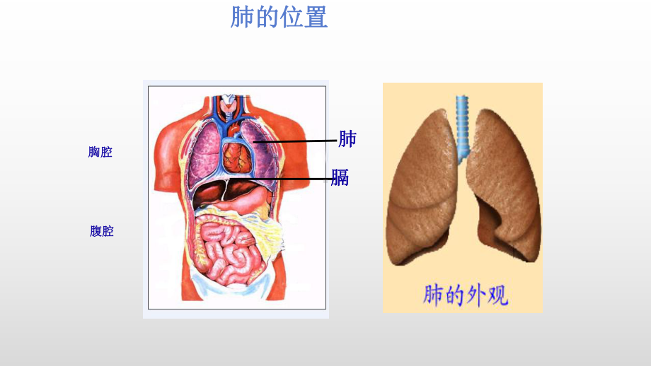 七年级《发生在肺内的气体交换》公开课一等奖课件.pptx_第3页