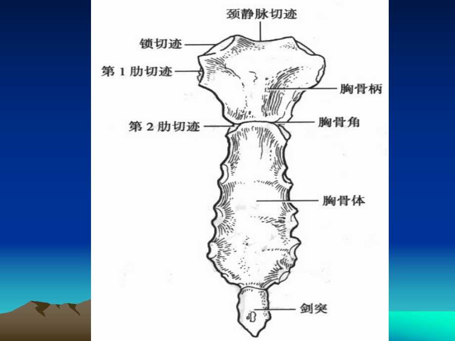 诊断学基础胸部课件.pptx_第3页