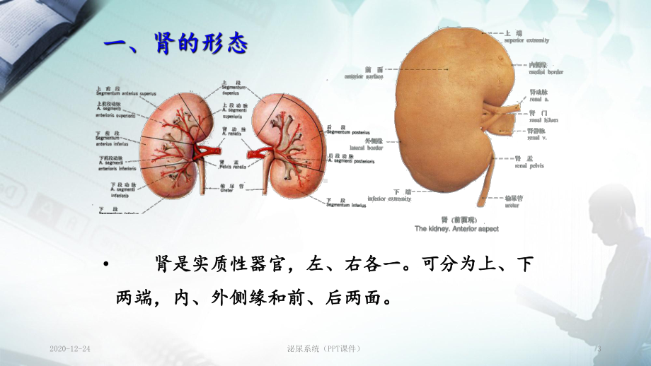 泌尿系统(PPT课件).ppt_第3页