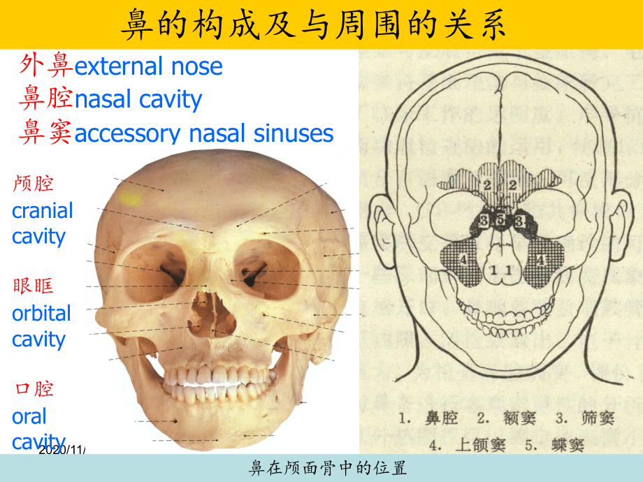 鼻的解剖与生理-ppt课件.ppt_第2页