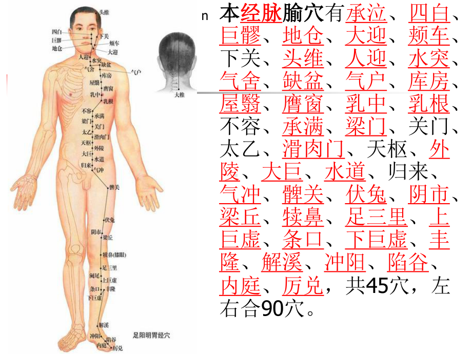 足阳明胃经PPT课件.ppt_第3页