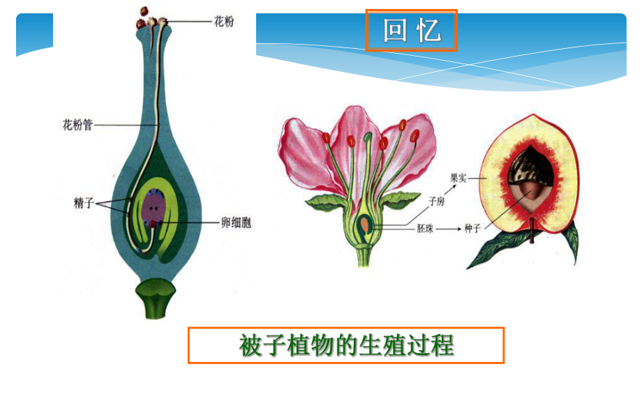 《人的生殖》公开课一等奖课件.pptx_第2页