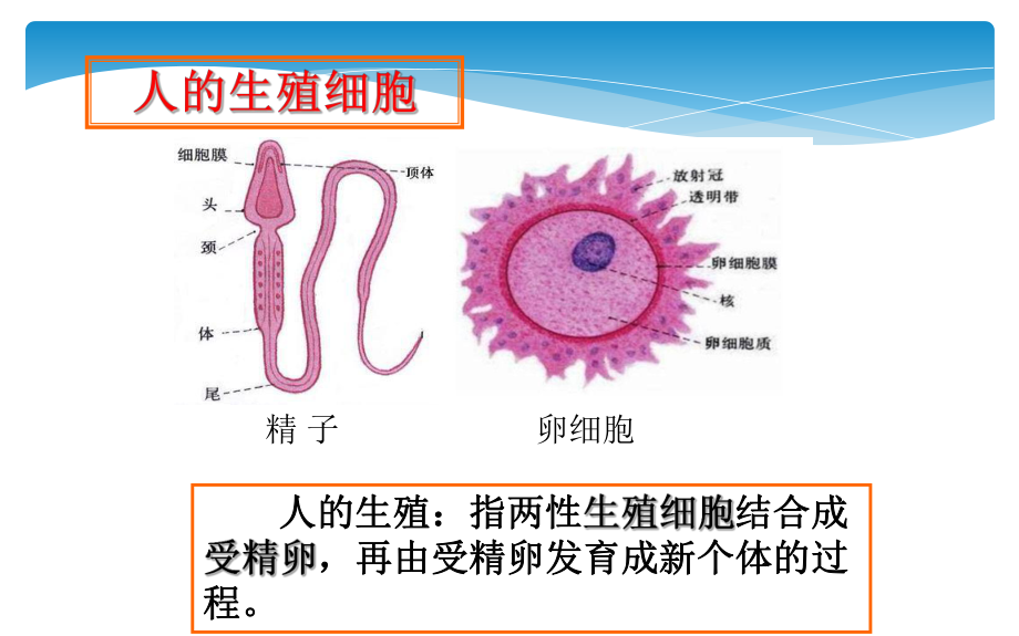 《人的生殖》公开课一等奖课件.pptx_第3页