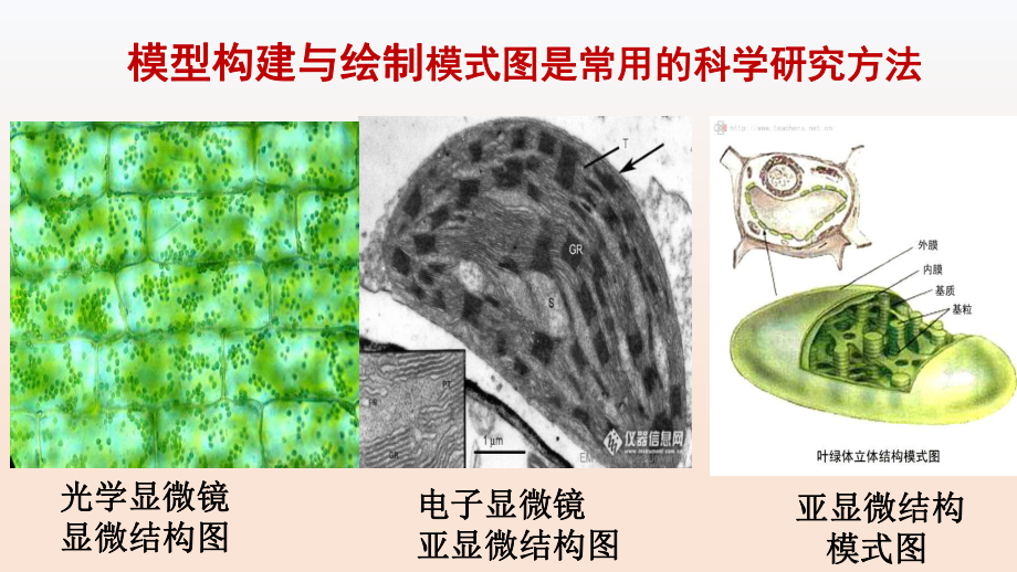 高中生物PPT课件细胞的结构复习课.pptx_第3页