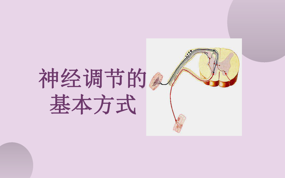 《神经调节的基本方式》优课一等奖课件.pptx_第2页