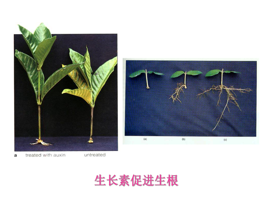 植物生长调节剂六七八章课件.pptx_第3页