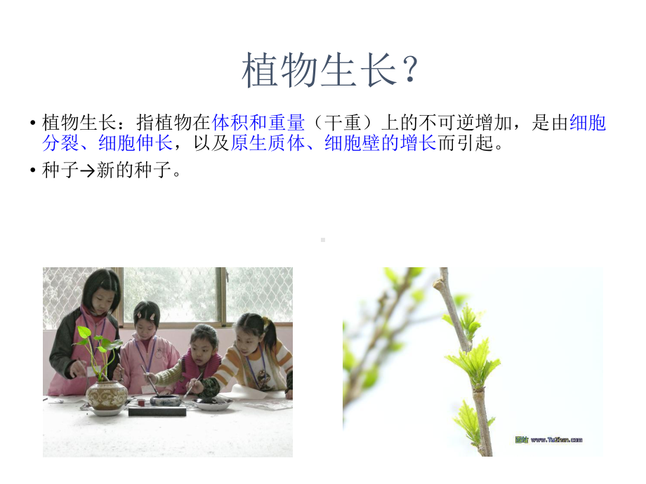 药用植物的生长与发育课件.ppt_第3页