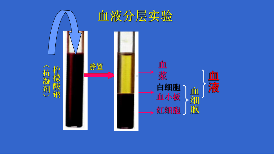 《流动的组织—血液》一等奖优课课件.pptx_第3页