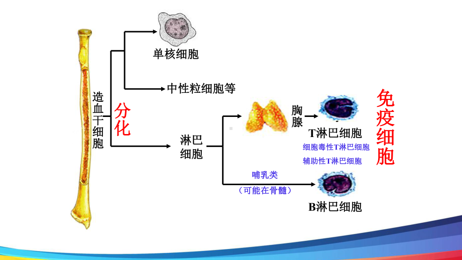 高中生物《特异性免疫-体液免疫》精品公开课PPT课件.ppt_第3页