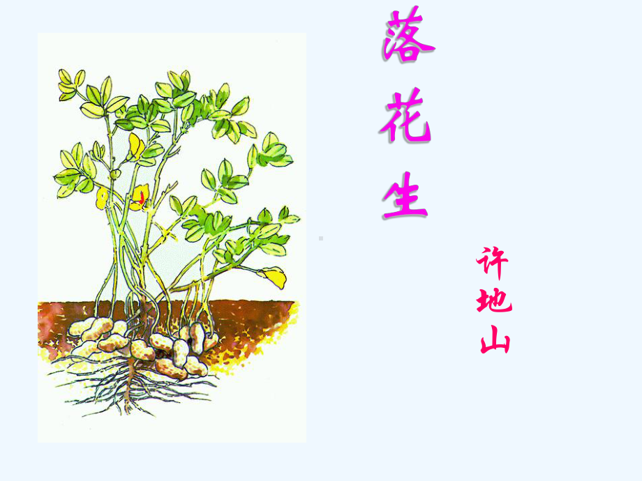 落花生教学课件PPT.ppt_第1页