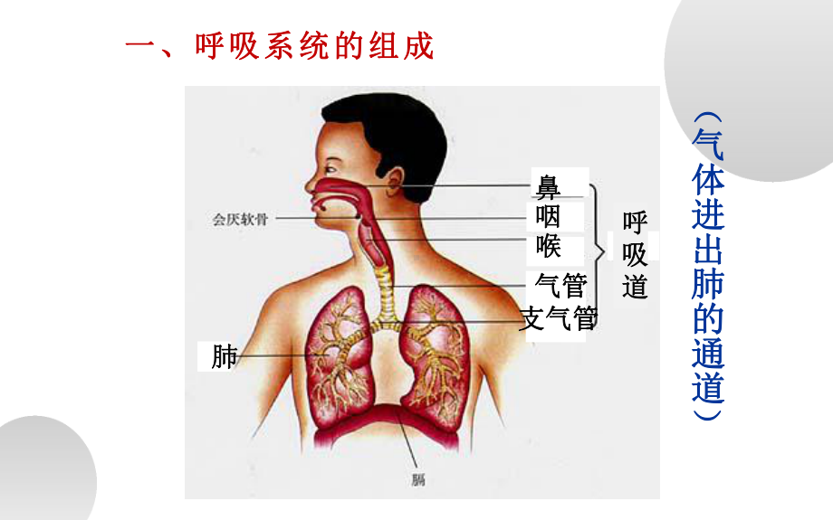 《人体的呼吸》公开课一等奖课件.pptx_第3页