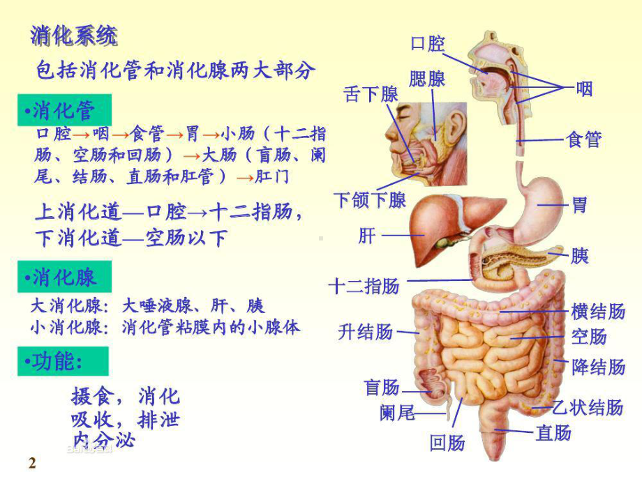 消化系统疾病的营养治疗实用PPT课件.pptx_第1页