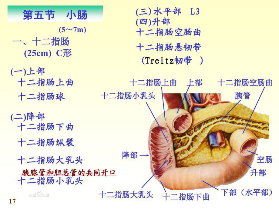 消化系统疾病的营养治疗实用PPT课件.pptx_第3页