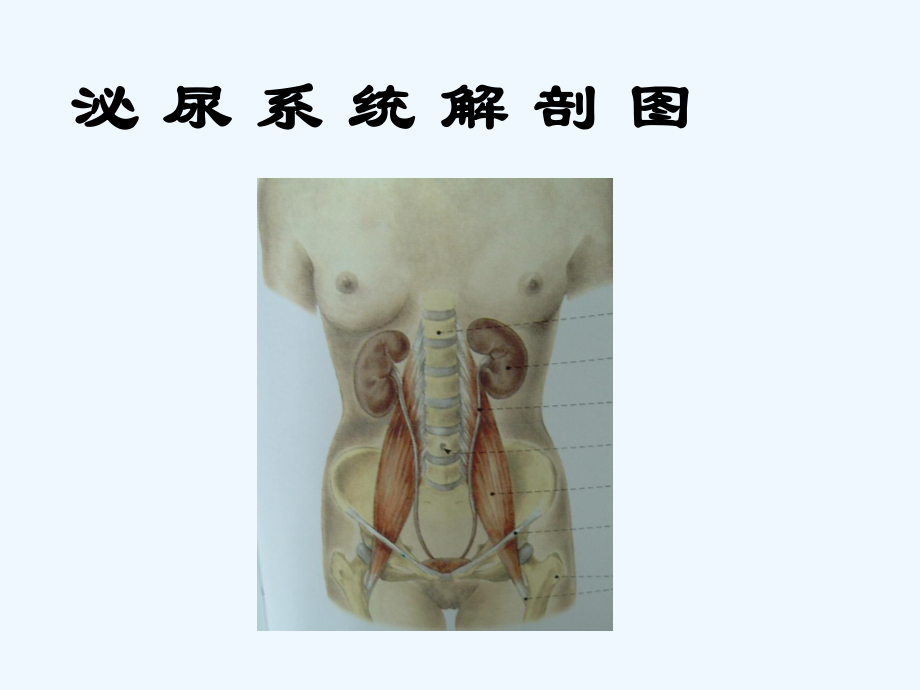 肾脏肿瘤影像学(ppt)课件.ppt_第3页