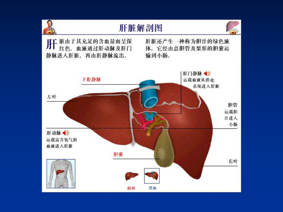 肝衰竭的医疗护理PPT优质课件.ppt_第2页