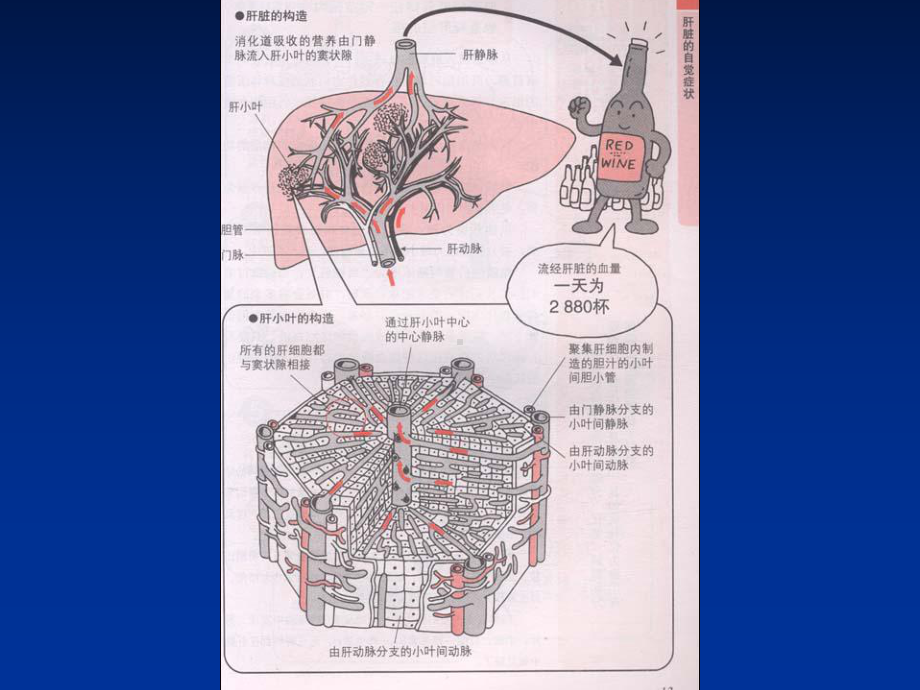 肝衰竭的医疗护理PPT优质课件.ppt_第3页