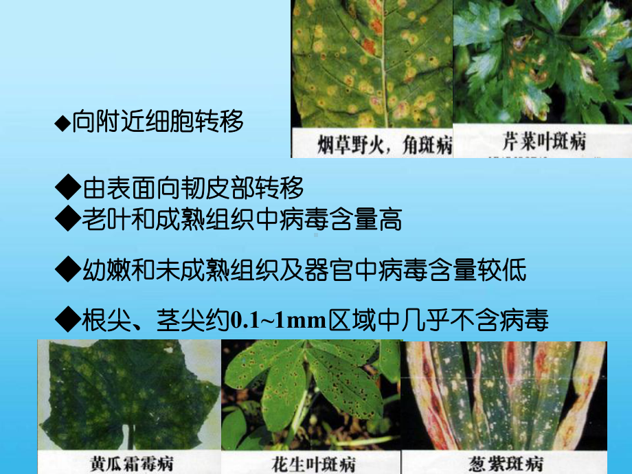 第6章B-植物脱毒课件.ppt_第3页