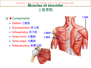 系统解剖学上肢肌英文版课件.ppt