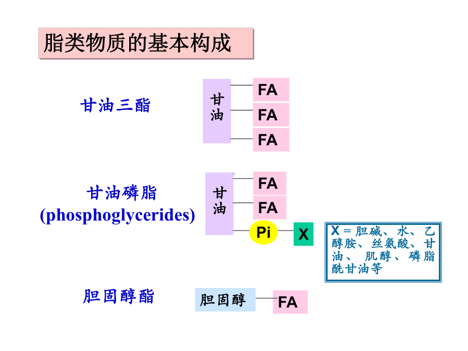 脂类代谢本科第七版课件.ppt_第3页