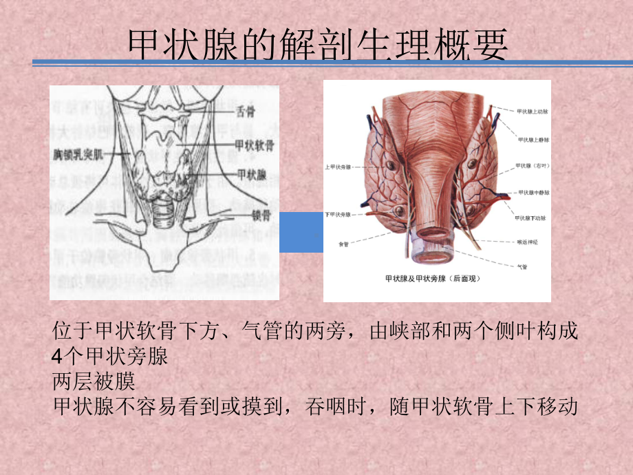 甲状腺疾病查房课件.pptx_第2页