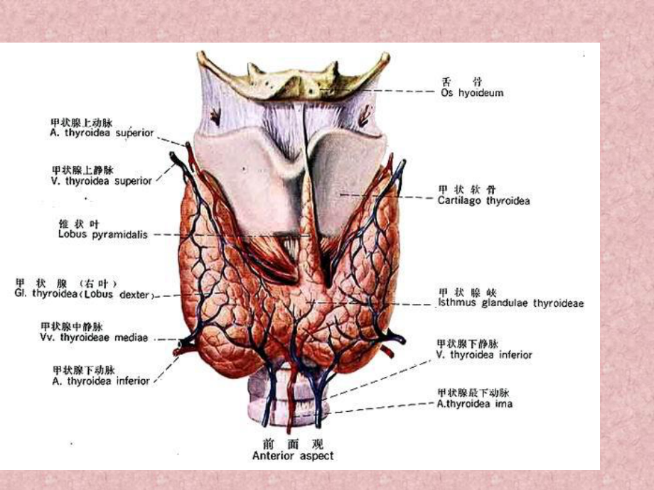 甲状腺疾病查房课件.pptx_第3页