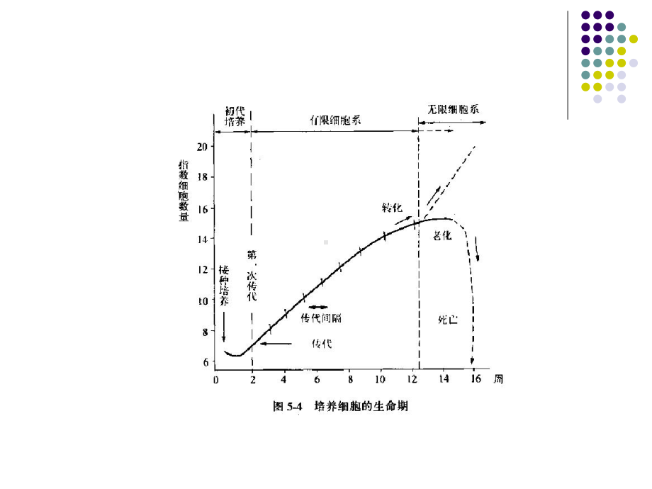 神经生物学实验课细胞培养课件.pptx_第3页