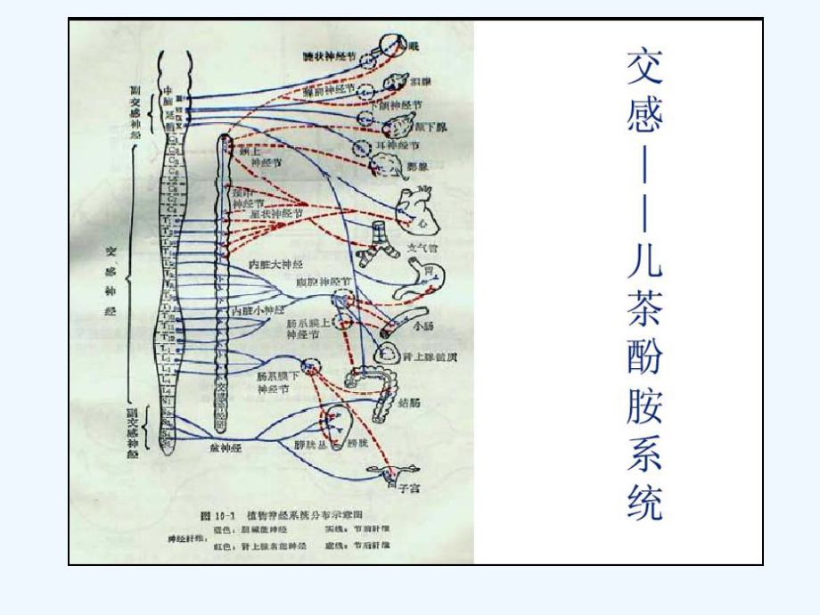 肾上腺素受体(ppt)课件.ppt_第2页